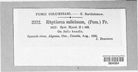 Rhytisma salicinum image